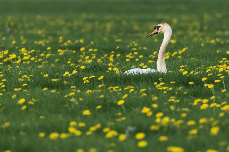 a swan swimming in the grass next to flowers