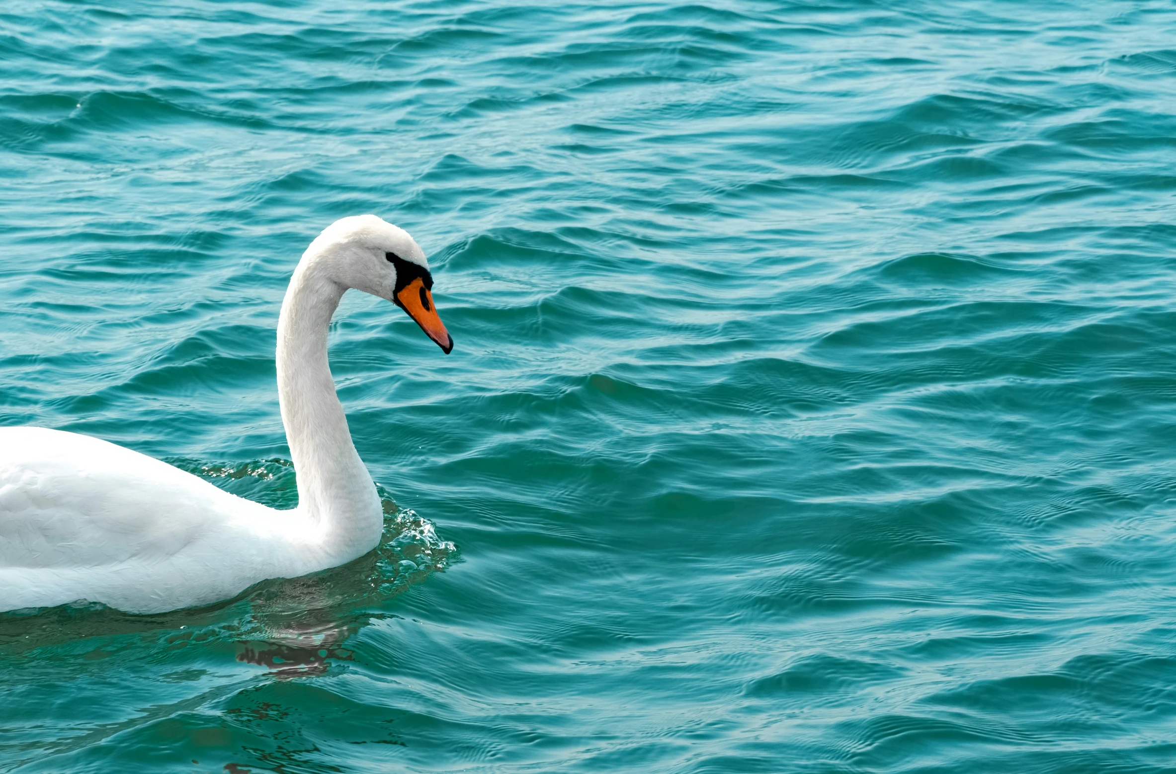 an adult swan swims on a sunny day
