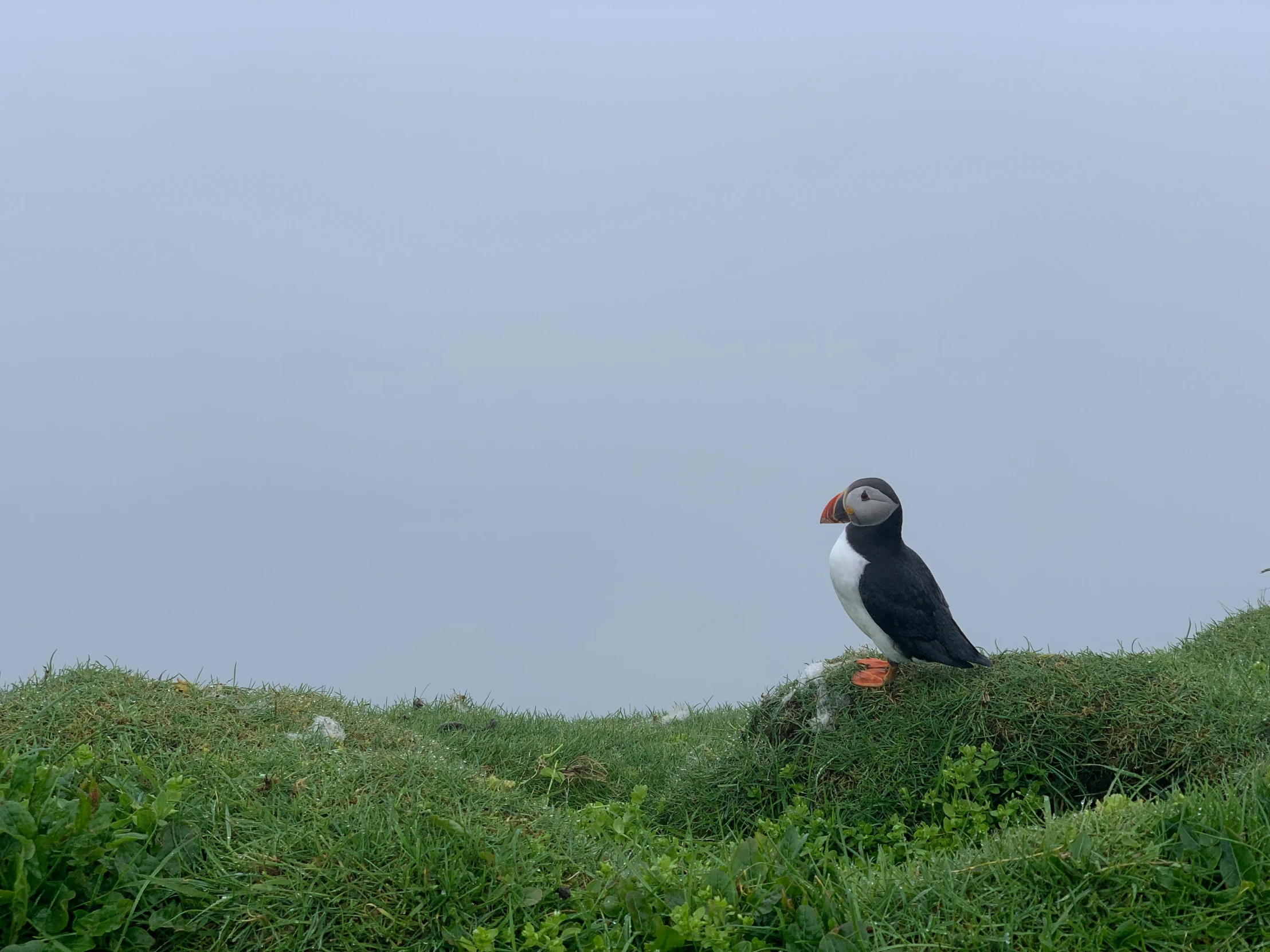 a bird that is sitting on top of a hill