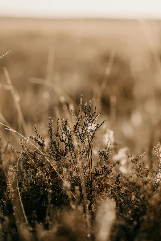 some very pretty plants in some dry grass