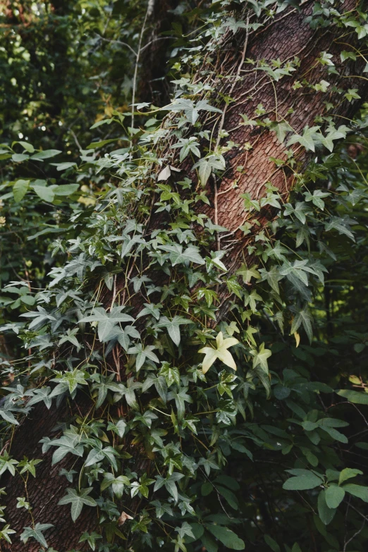 vines on the side of a tree trunk with a stop sign next to it