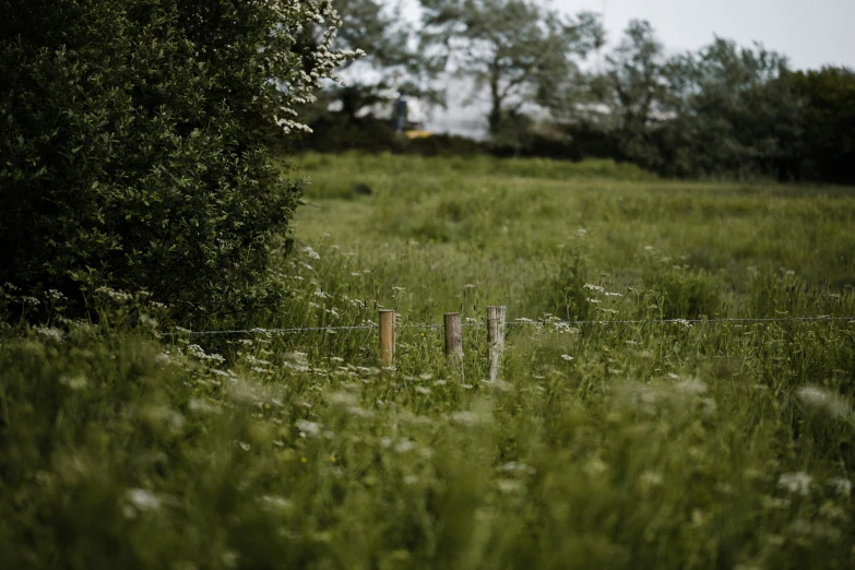 there is a horse that is walking in the field