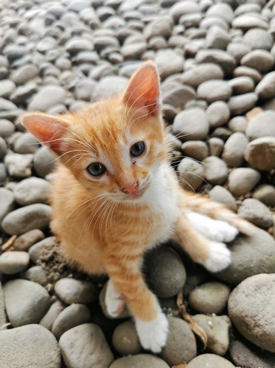 small orange kitten sitting on top of a rock covered ground