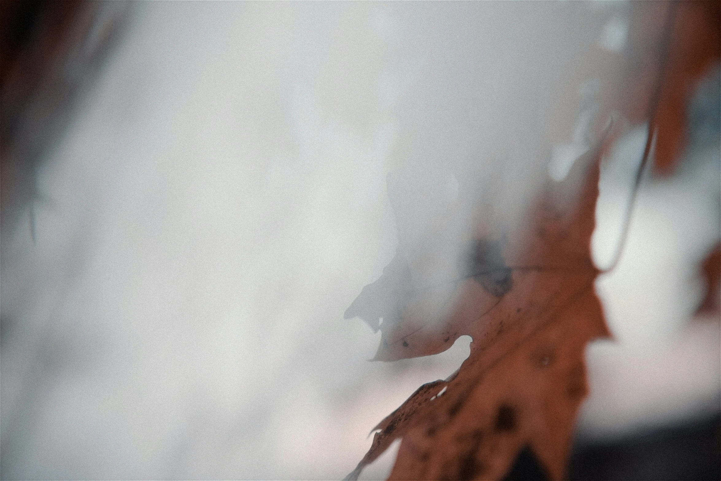 a single leaf rests against the white background