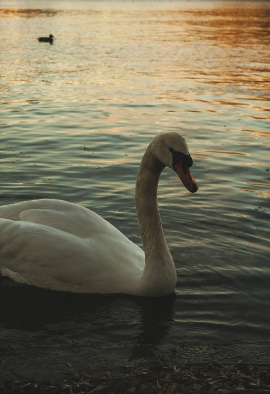 a white swan swimming in some water at sunset