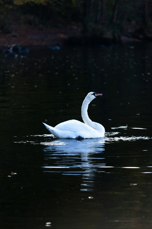 two swans are in the middle of a pond