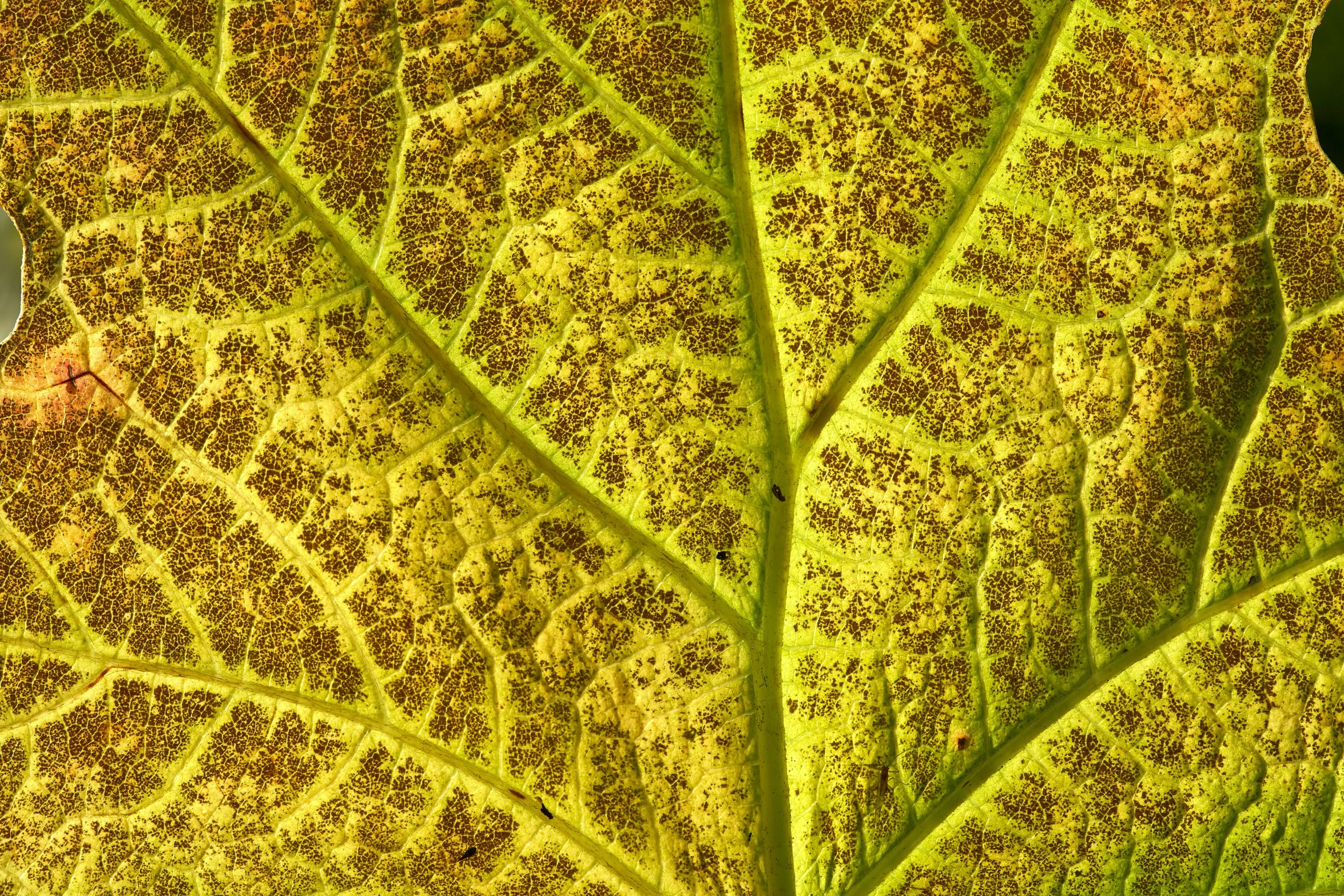 this is a leaf with some green spot in the middle