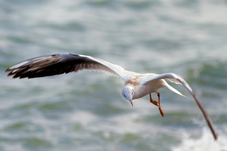 a seagull flying over the water near the beach
