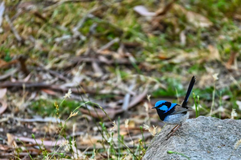 a blue bird perched on the rocks in the woods