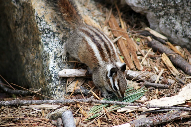 the small squirrel is eating some grass in the forest