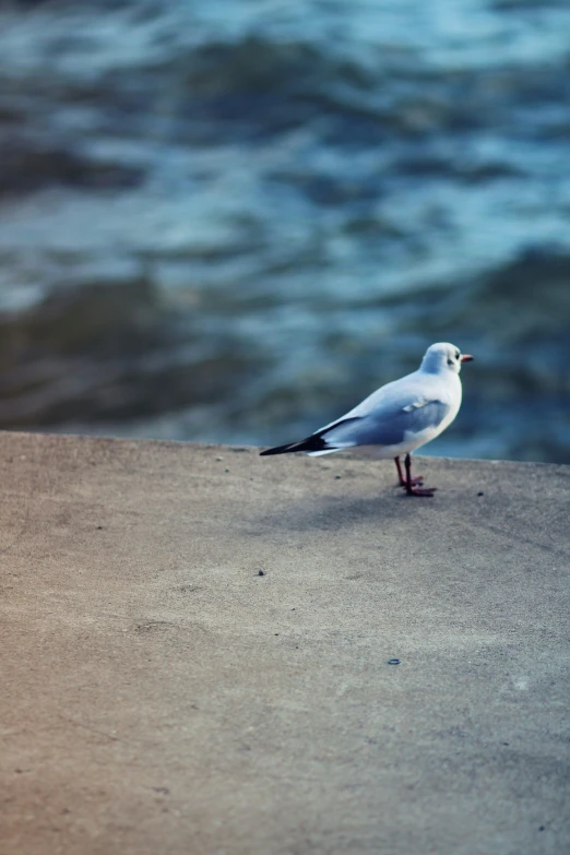 the bird is looking over the ocean at soing