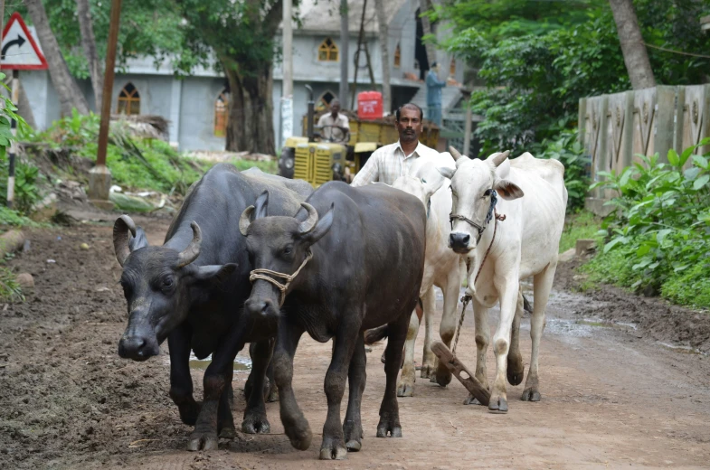 three white bulls walking with a group of men on a dirt road