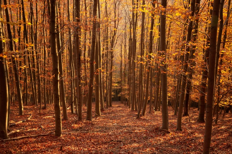 a view looking up a forest lined with trees