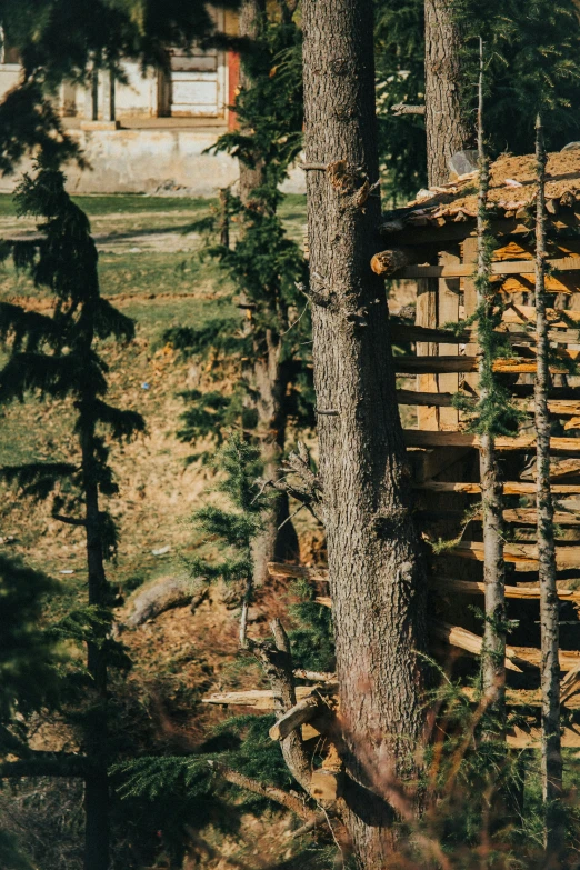 a large pile of wood next to a forest with a log cabin