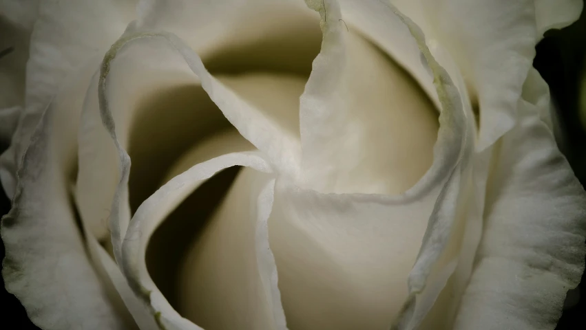 closeup image of a white flower with soft shadings