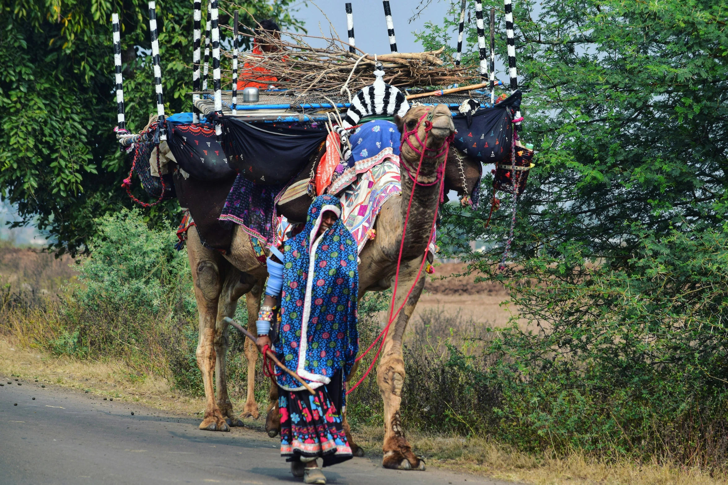 a person walks down a road while leading a camel