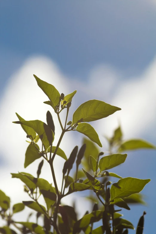 the nch of a tree with green leaves