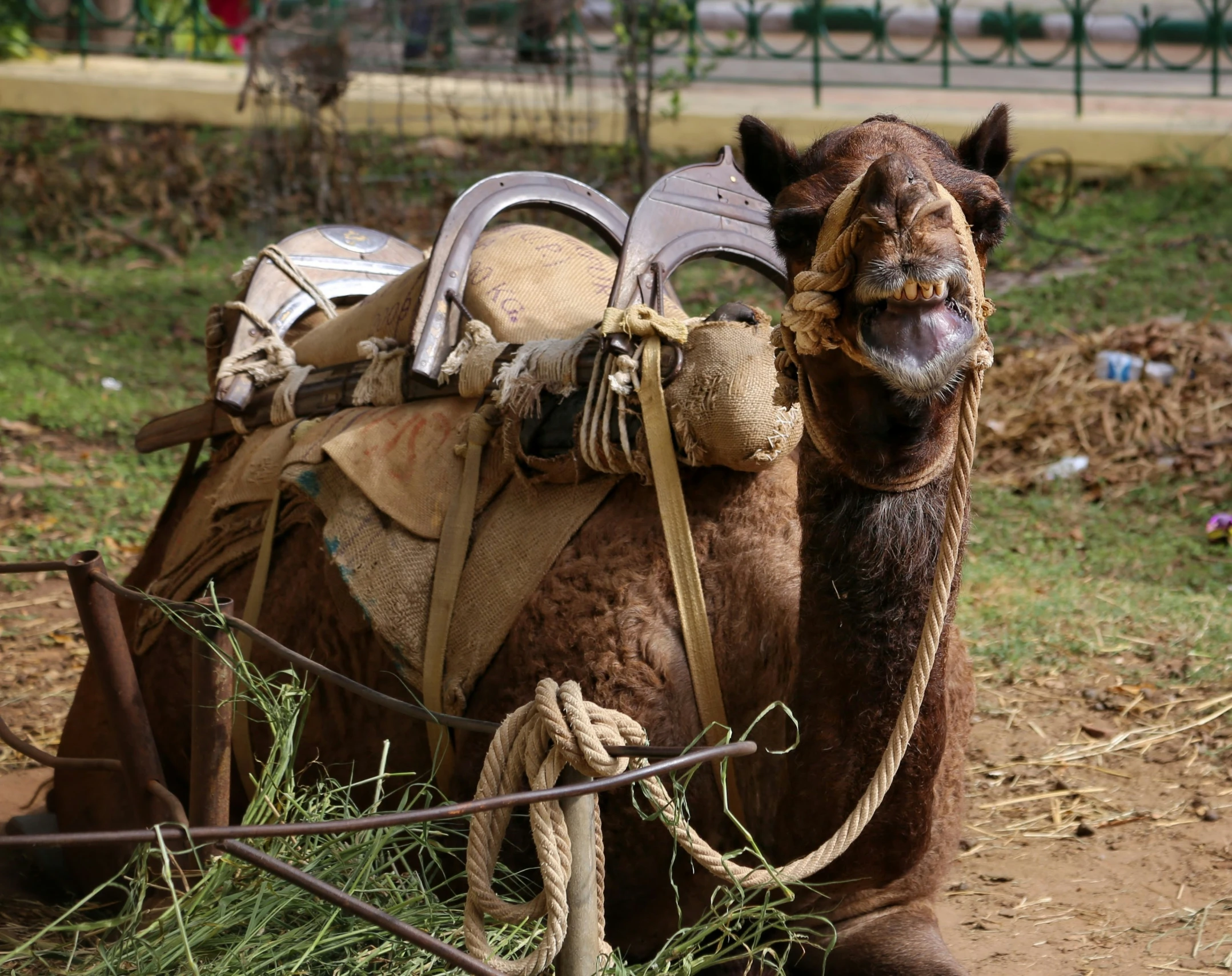 a camel is resting in a field with its saddle