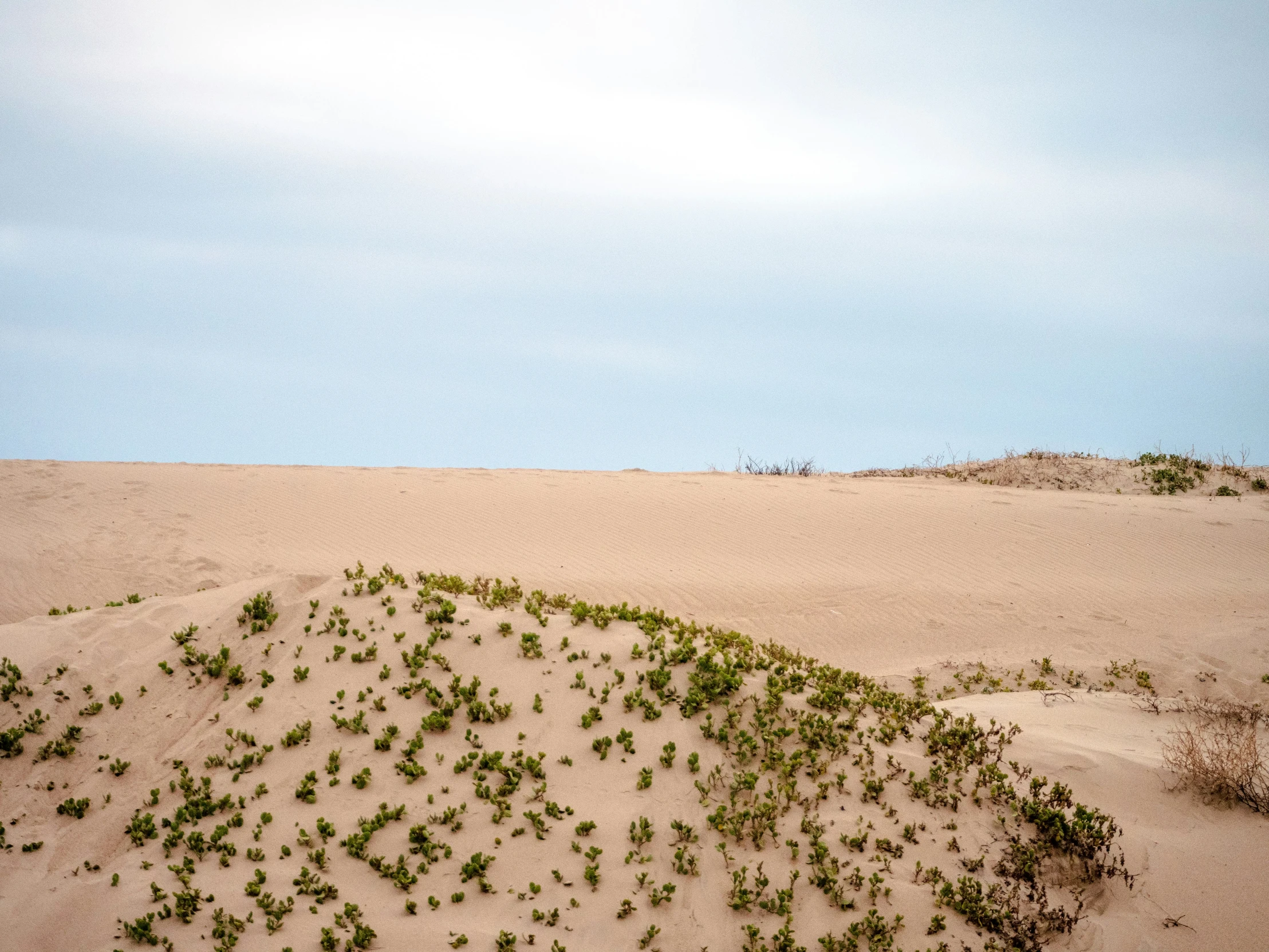 a sandy dune with small green plants growing out of the top