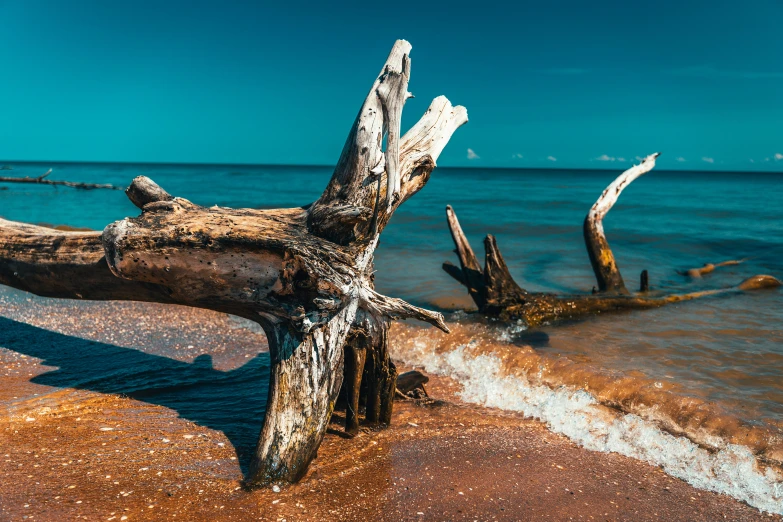 a large drifty log laying in the ocean