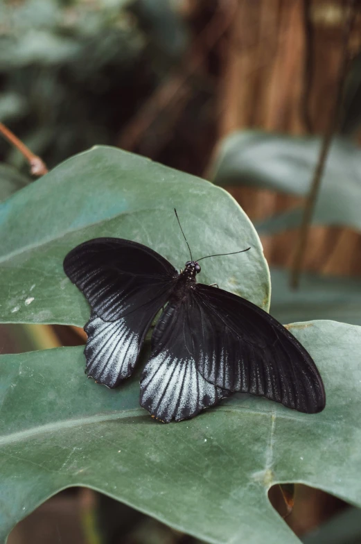 a large erfly with one black wing is perched on a green leaf