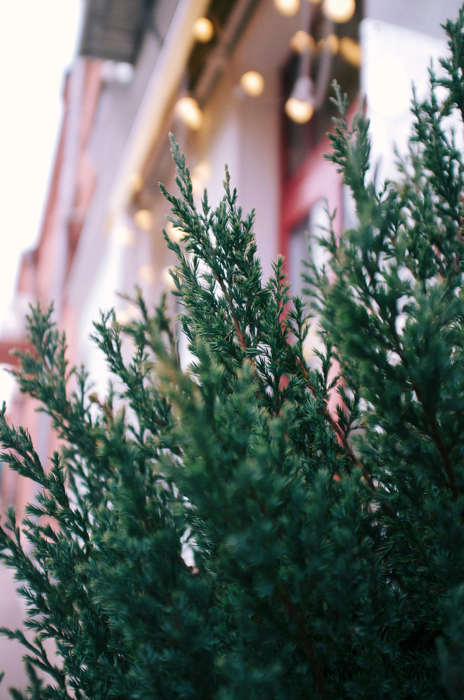 the nches of two green evergreen trees are outside