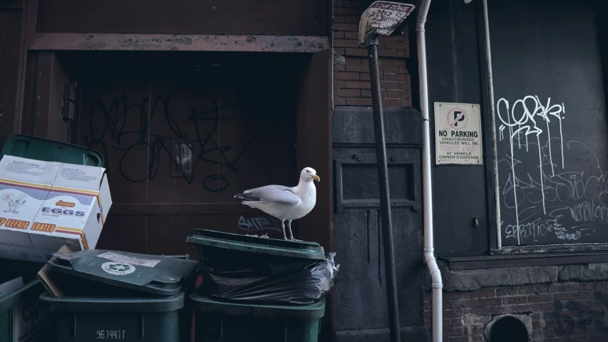 a bird sitting on top of garbage cans