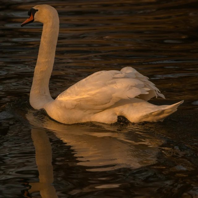 a white swan is swimming in a lake