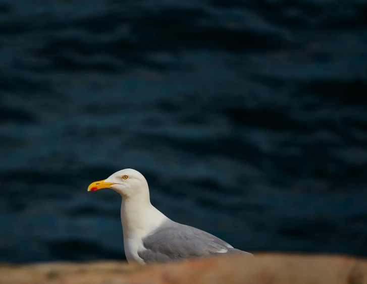 a seagull on a ledge with the ocean in the background