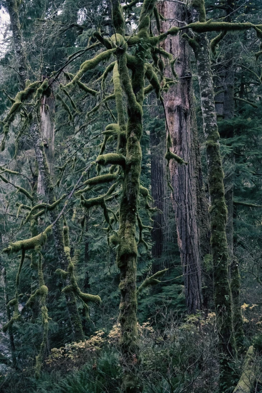 a very old, green tree has very thin nches