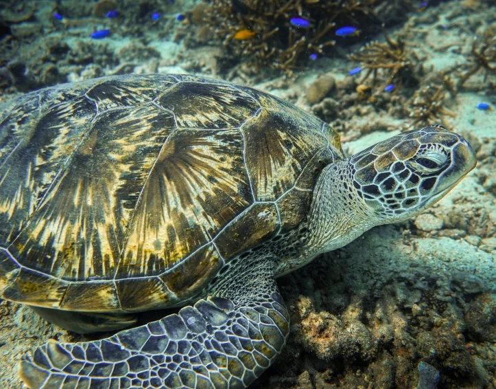 a turtle swimming on top of a reef with small blue fish nearby