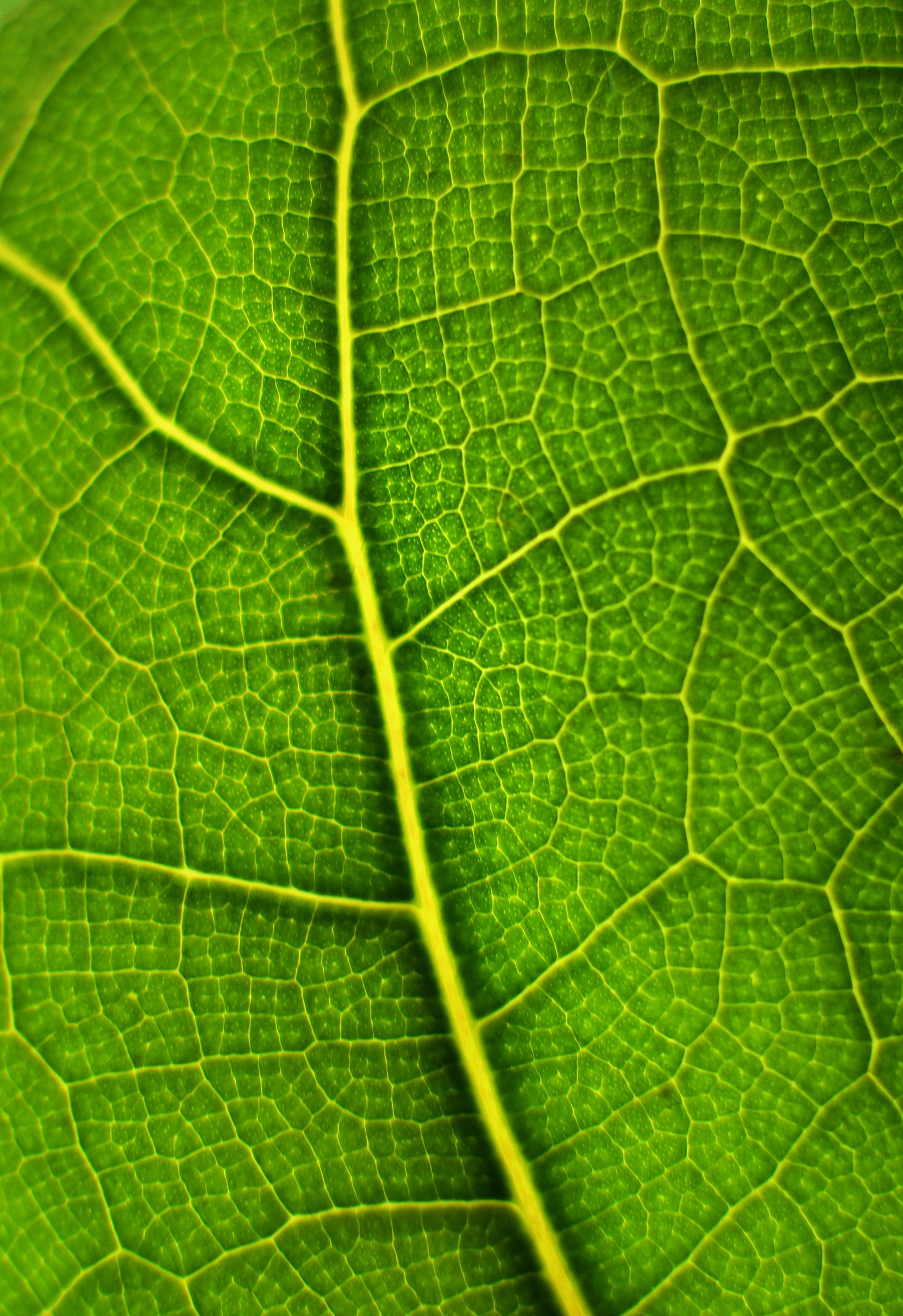 close up of a green leaf that looks like it's about to drop