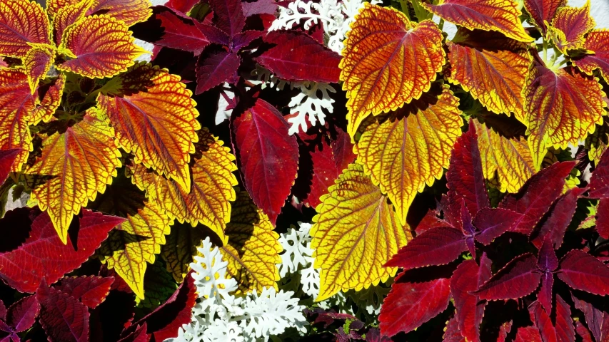 the leaves of several plants are red and yellow