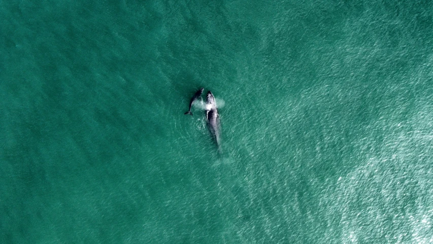 aerial s of a single person riding a paddle board