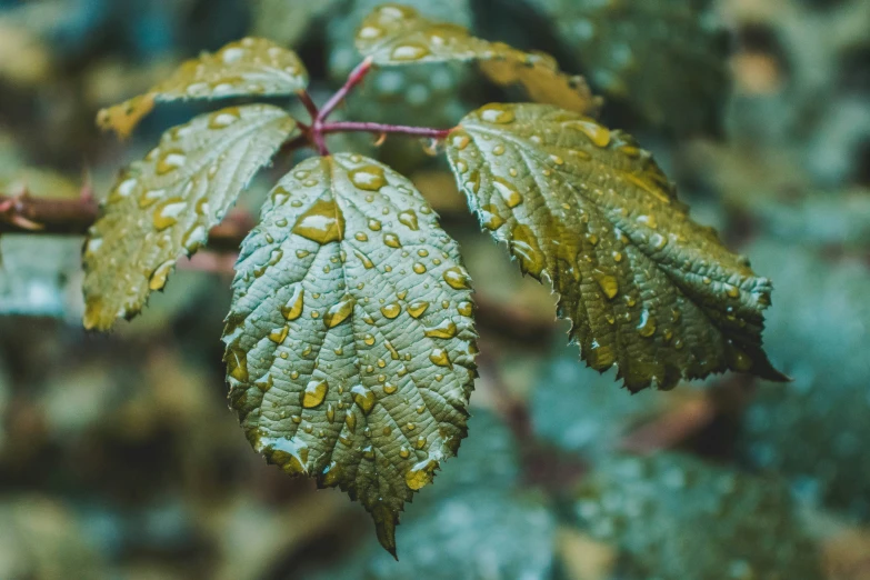 the leaves and stems of a tree are covered in rain