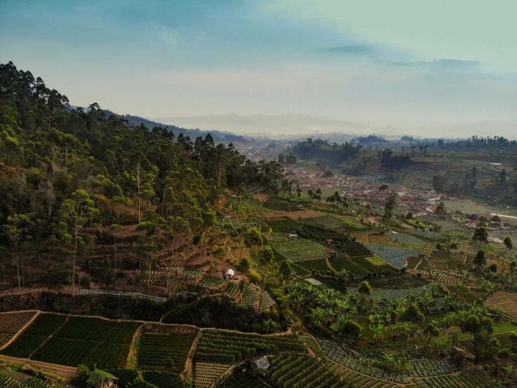 view of a hillside that contains tea bushes and an area that looks to be hilly