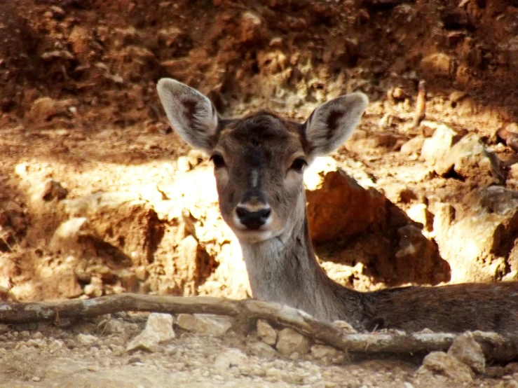 a small deer staring into the camera lens