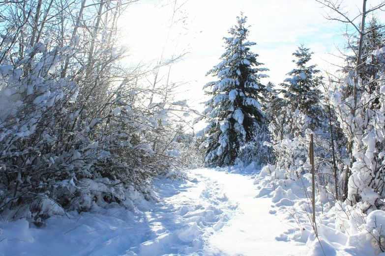 snow covered wooded area with tall trees and sky