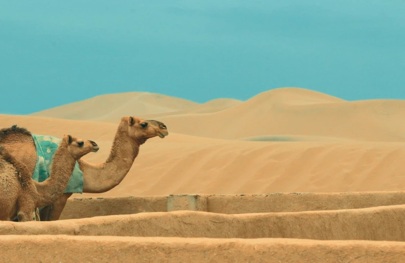 there are two camels that are in the desert