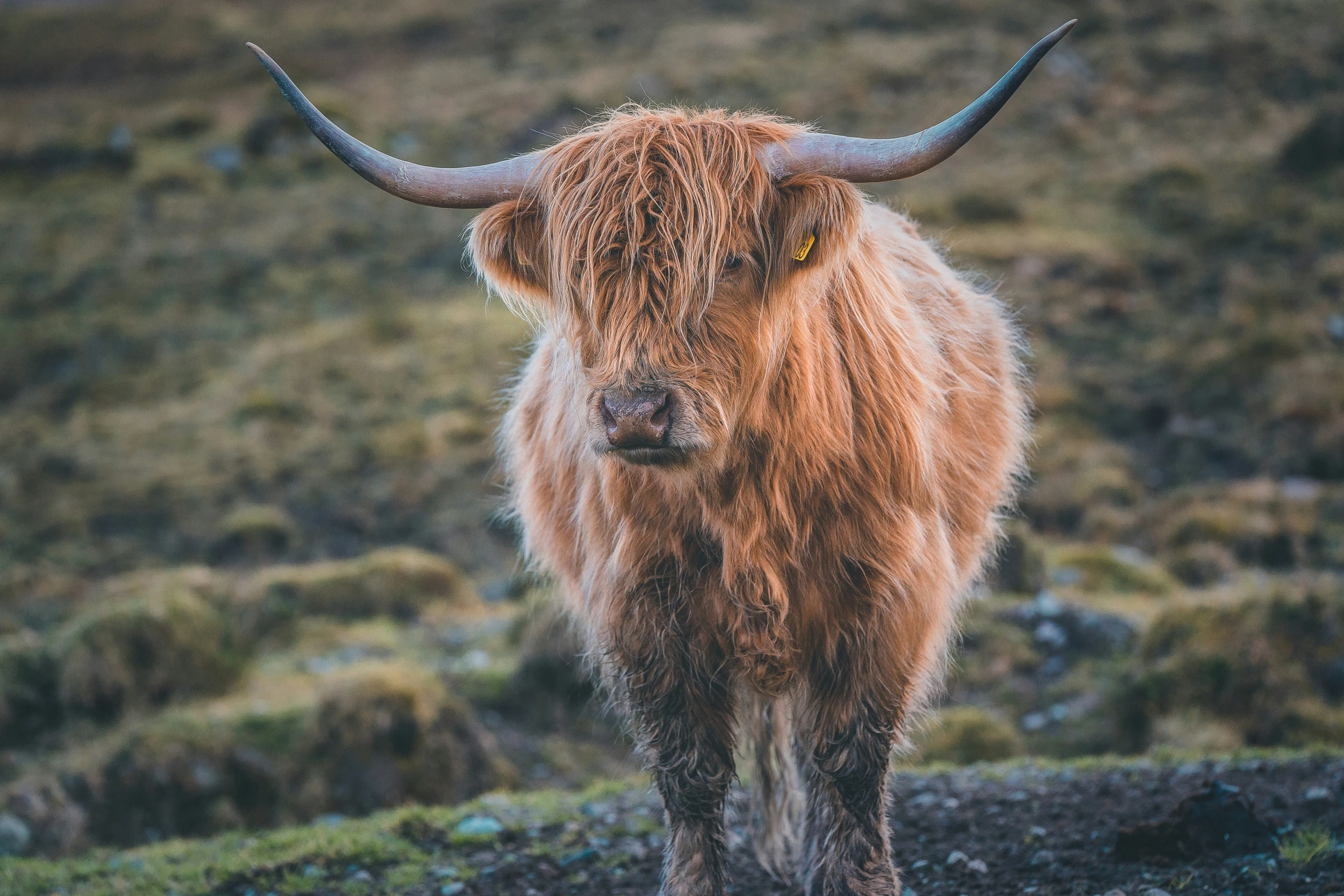 a long - haired highland cow with large horns standing on the ground