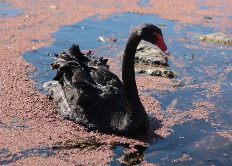 a black swan sitting in the shallow pink water