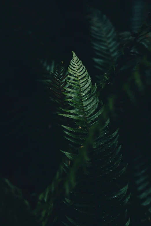the green fern is growing in the dark