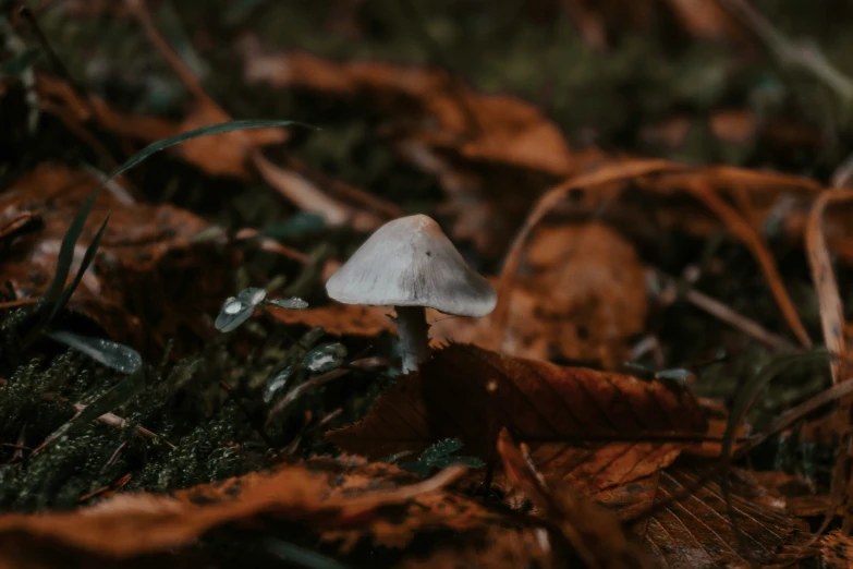 an image of a white mushroom on the ground