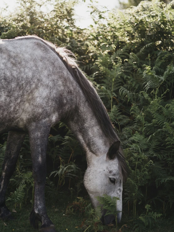 a white horse eating grass and plants by itself