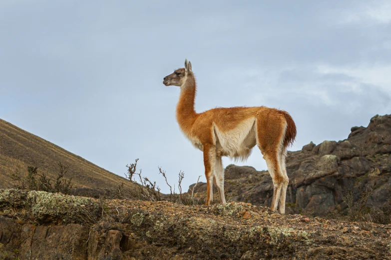 a llama is standing on top of a mountain