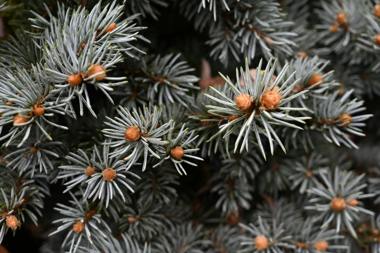 pine cones covered in white frost with some orange cones on them