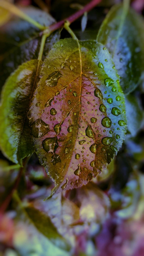 a picture of some rain drops on a leaf