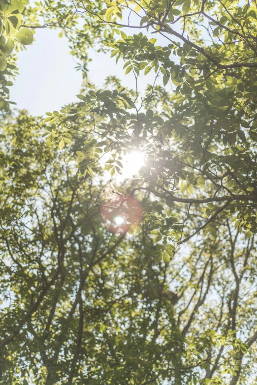 a tree with its leaves in the sunlight