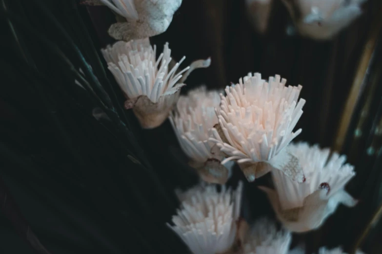 small white flowers in the dark surrounded by green stems