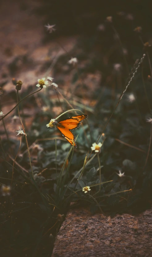 a close up view of a erfly in a field